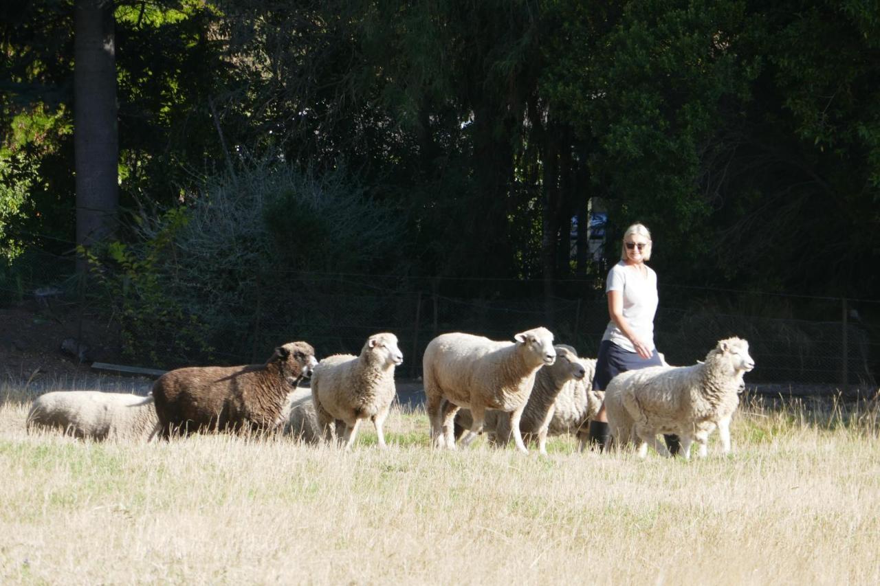 Karetu Downs Farm Stay Hawarden Zewnętrze zdjęcie