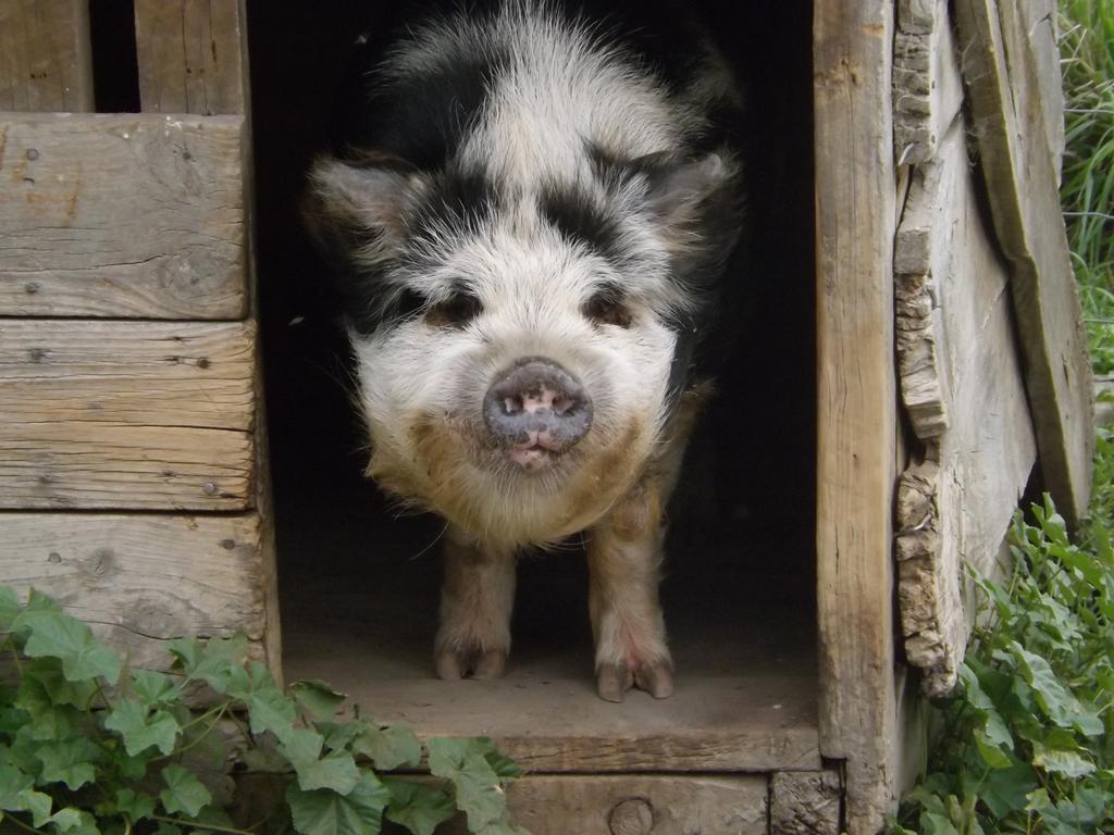 Karetu Downs Farm Stay Hawarden Zewnętrze zdjęcie
