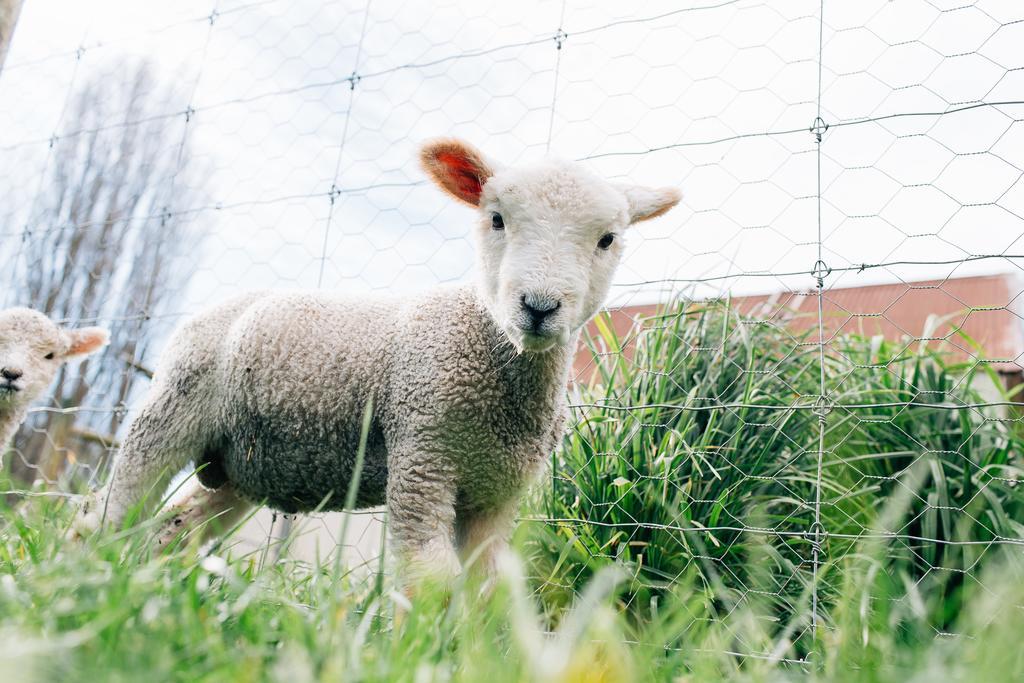 Karetu Downs Farm Stay Hawarden Zewnętrze zdjęcie