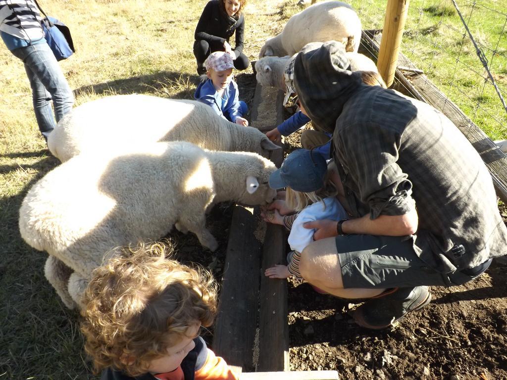 Karetu Downs Farm Stay Hawarden Zewnętrze zdjęcie