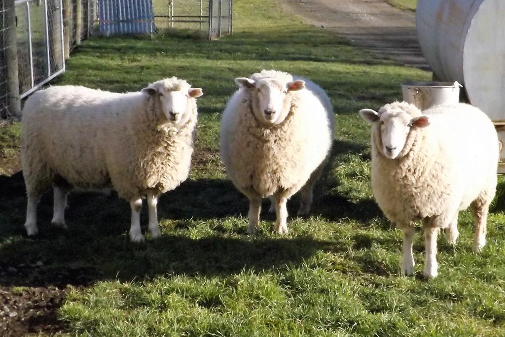 Karetu Downs Farm Stay Hawarden Zewnętrze zdjęcie