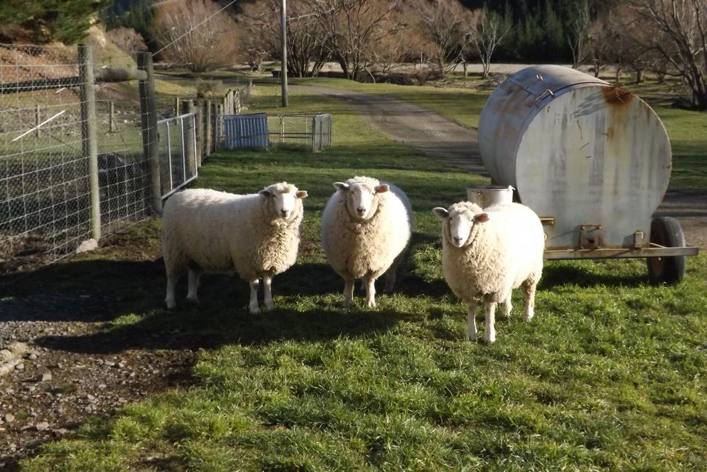Karetu Downs Farm Stay Hawarden Zewnętrze zdjęcie